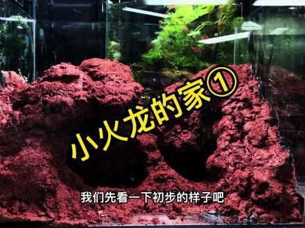 大火龍魚怎么養(yǎng)