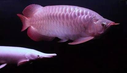紅龍魚胖好還是瘦好（紅龍魚是胖好還是瘦好）