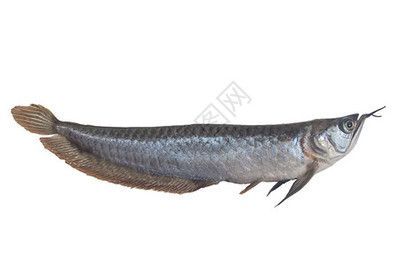 金龍魚用白色做背景如何（金龍魚光照需求詳解,金龍魚飼養(yǎng)環(huán)境優(yōu)化技巧）