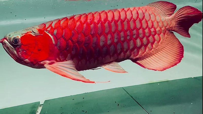 紅龍魚胸鰭多久長一次？