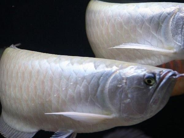 60cm缸養銀龍魚需要注意什么？