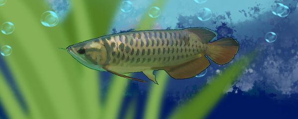 40公分的金龍魚多長時間喂一次飼料（40公分的金龍魚每天喂食一次就足夠了每天喂一次就足夠了） 40公分的金龍魚多長時間喂一次飼料（40公分的金龍魚每天喂食一次就足夠了每天喂一次就足夠了） 龍魚百科 第2張