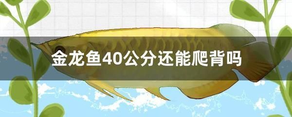 40公分的金龍魚多長時間喂一次飼料（40公分的金龍魚每天喂食一次就足夠了每天喂一次就足夠了） 40公分的金龍魚多長時間喂一次飼料（40公分的金龍魚每天喂食一次就足夠了每天喂一次就足夠了） 龍魚百科 第3張