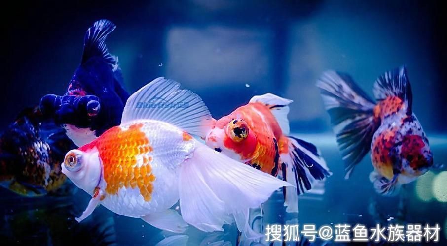黃金貓魚爛鰓病的治療方法，黃金貓魚爛鰓病治療方法