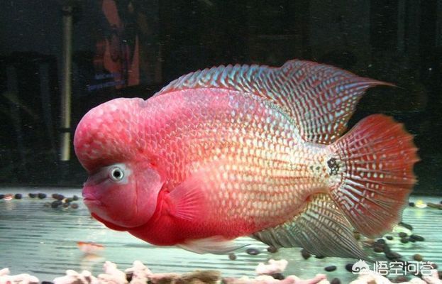 紅龍魚混養的注意事項（關于紅龍魚混養的建議）