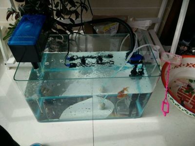 銀龍魚苗魚缸過濾器選擇:選擇合適的魚缸過濾器對于銀龍魚苗健康成長至關重要 龍魚百科 第4張 銀龍魚苗魚缸過濾器選擇:選擇合適的魚缸過濾器對于銀龍魚苗健康成長至關重要 銀龍魚苗魚缸過濾器選擇:選擇合適的魚缸過濾器對于銀龍魚苗健康成長至關重要 龍魚百科 第4張