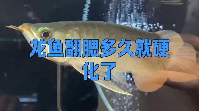 如何判斷金龍魚翻鰓的嚴重程度？