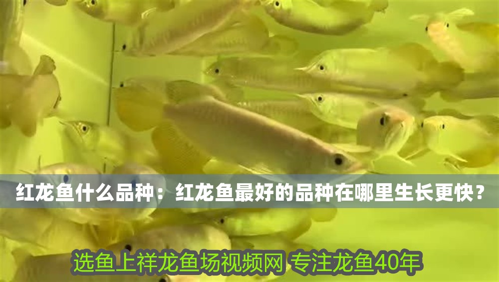 紅龍魚什么品種：紅龍魚最好的品種在哪里生長更快？