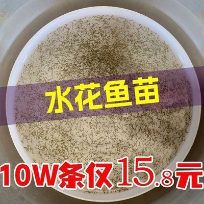 不同季節魚苗價格對比，不同季節的魚苗價格有所差異