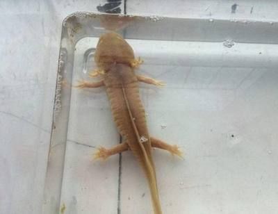 70公分龍魚用多大缸養（養龍魚要用多大尺寸的魚缸合適？）