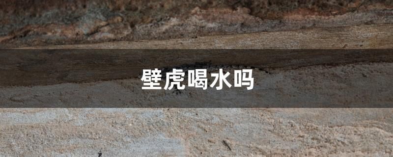 龍魚的飼養環境及背景顏色：龍巔app查詢龍魚證書如何辨別龍魚證書真偽