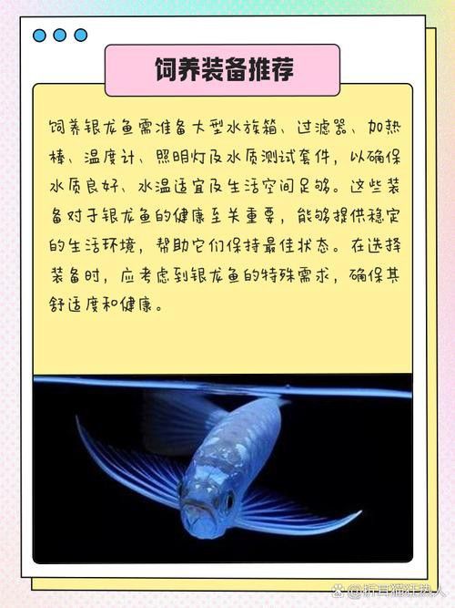 小銀龍魚吃什么飼料最好養 小銀龍魚吃什么飼料最好養 龍魚百科 第3張