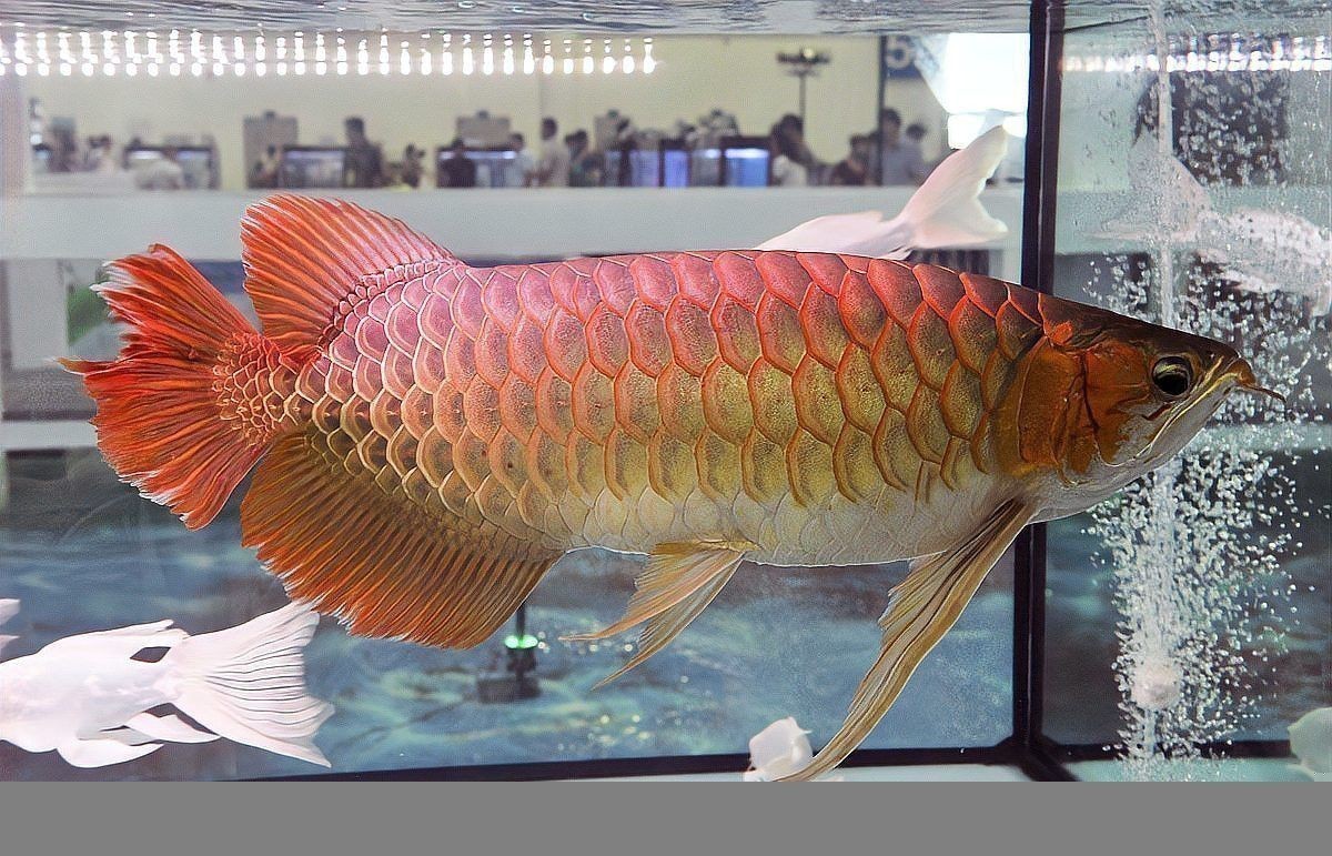 新手養金龍魚需要注意什么問題呢