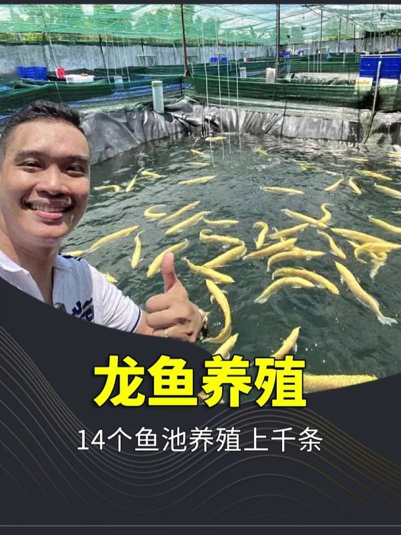 新手養金龍魚需要注意什么問題呢