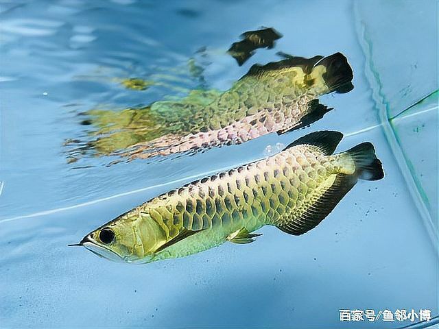 金頭過背金龍魚繁殖方式