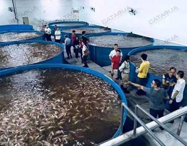 巴沙魚和龍魚是一種魚嗎圖片