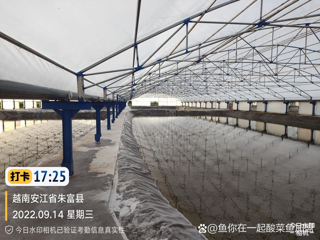 巴沙魚和龍魚是一種魚嗎圖片