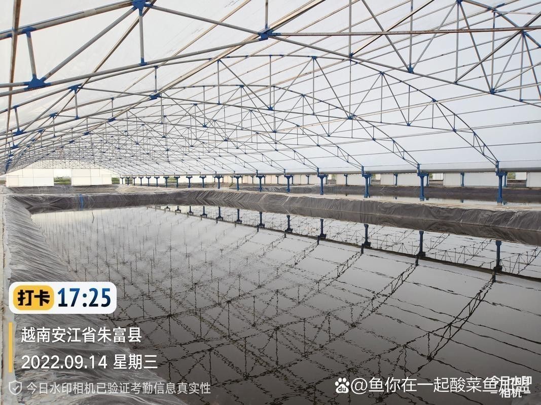 巴沙魚和龍魚是一種魚嗎圖片