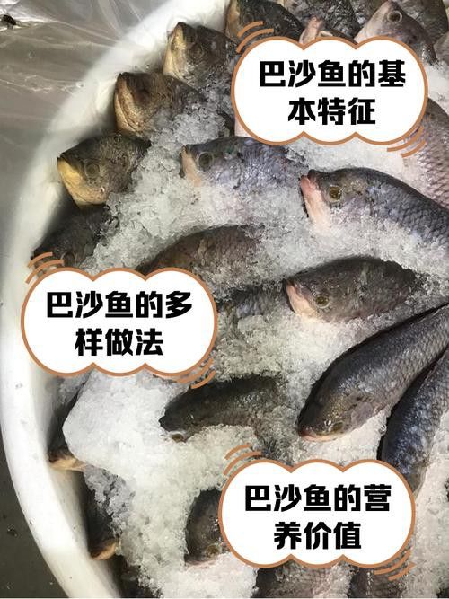 巴沙魚和龍魚是一種魚嗎圖片