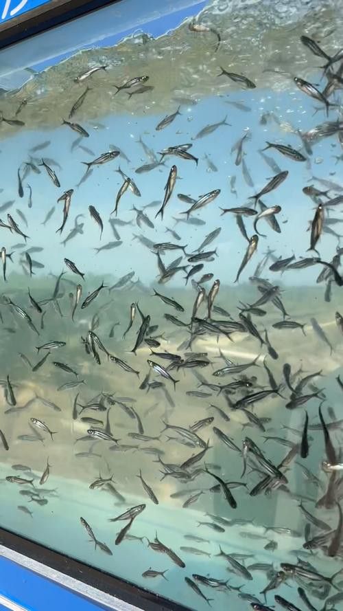 巴沙魚和龍魚是一種魚嗎圖片