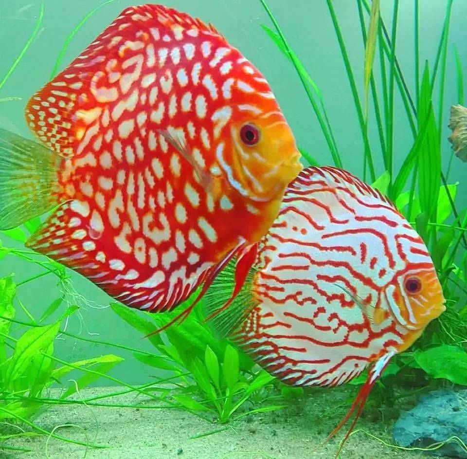 七彩神仙能跟龍魚混養嗎：七彩神仙魚可以與龍魚進行混養
