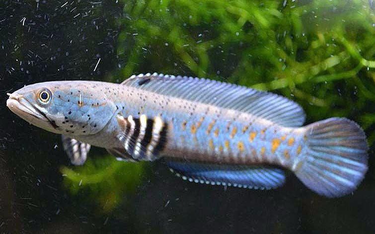 紅色雷龍魚品種大全圖 紅色雷龍魚品種大全圖 龍魚百科 第7張