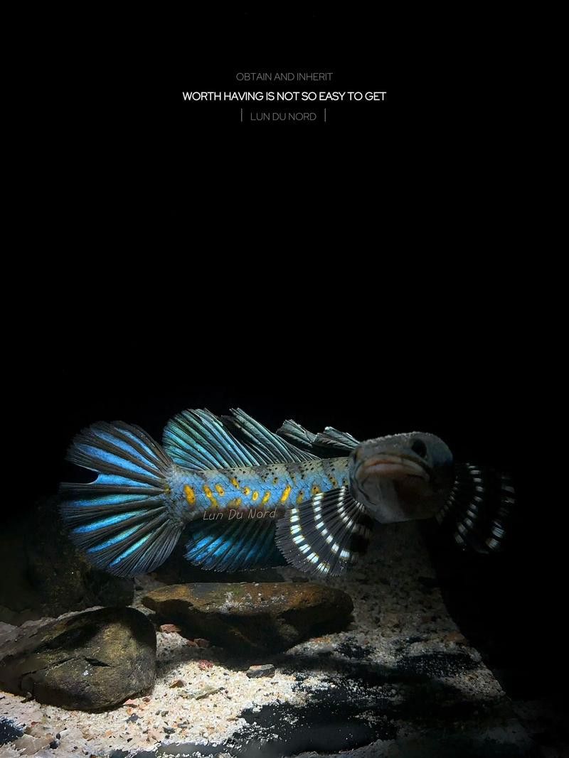 紅色雷龍魚品種大全圖 紅色雷龍魚品種大全圖 龍魚百科 第17張