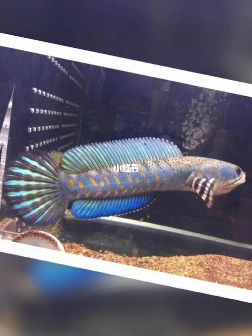 紅色雷龍魚品種大全圖 紅色雷龍魚品種大全圖 龍魚百科 第19張
