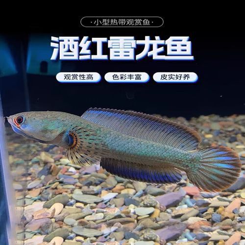 紅色雷龍魚品種大全圖 紅色雷龍魚品種大全圖 龍魚百科 第28張