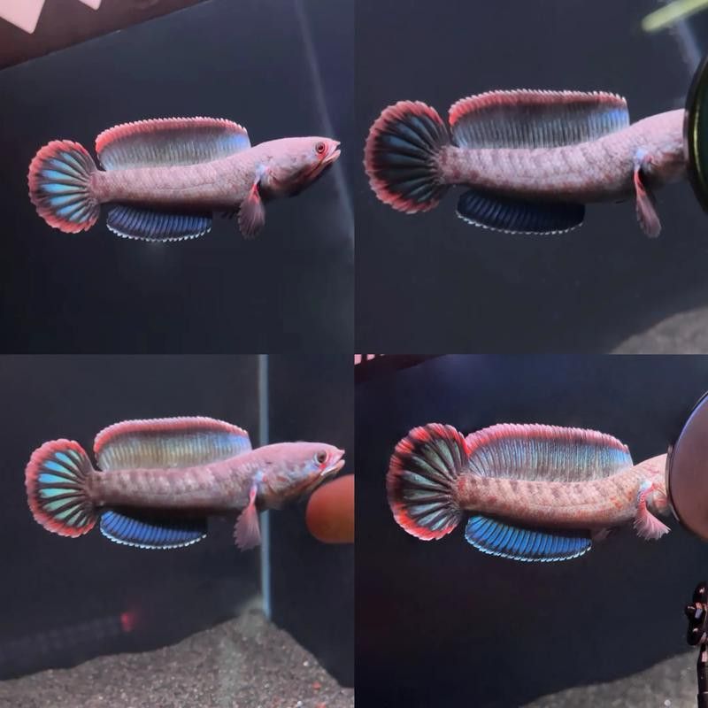 紅色雷龍魚品種大全圖 紅色雷龍魚品種大全圖 龍魚百科 第30張