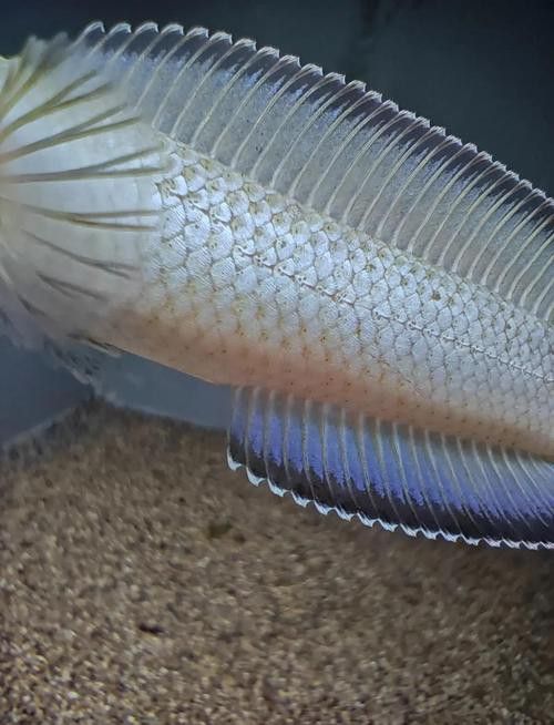 紅色雷龍魚品種大全圖 紅色雷龍魚品種大全圖 龍魚百科 第34張
