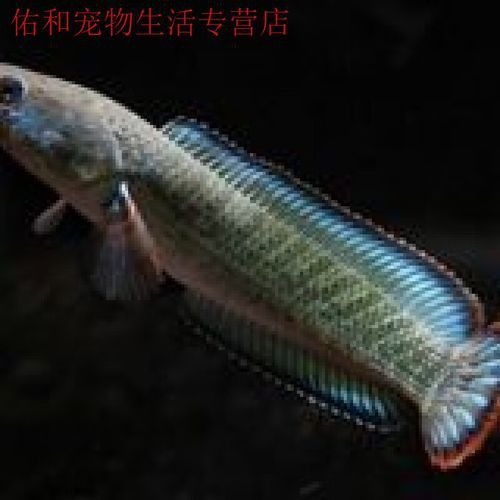 紅色雷龍魚品種大全圖 紅色雷龍魚品種大全圖 龍魚百科 第37張