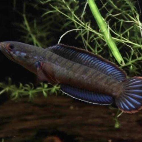 紅色雷龍魚品種大全圖 紅色雷龍魚品種大全圖 龍魚百科 第41張