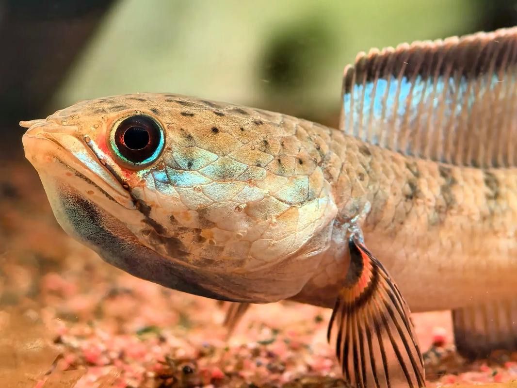 紅色雷龍魚品種大全圖 紅色雷龍魚品種大全圖 龍魚百科 第45張