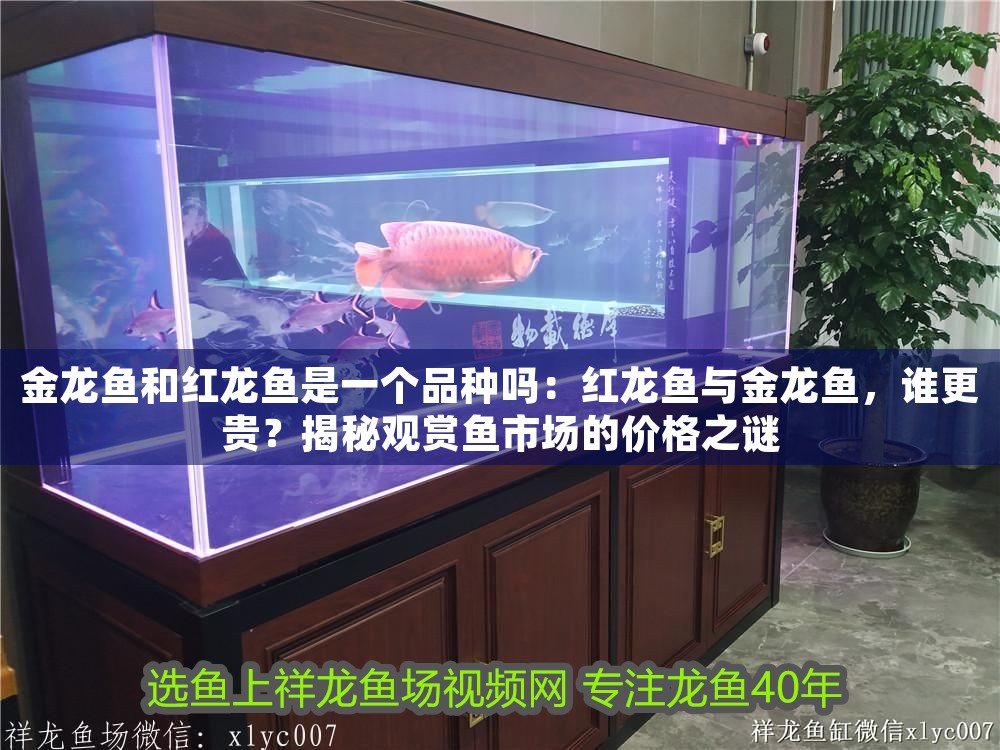 金龍魚和紅龍魚是一個品種嗎：紅龍魚與金龍魚，誰更貴？揭秘觀賞魚市場的價格之謎