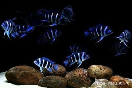 龍魚水質硬度多少合適：龍魚水質硬度多少合適龍魚水質硬度多少合適