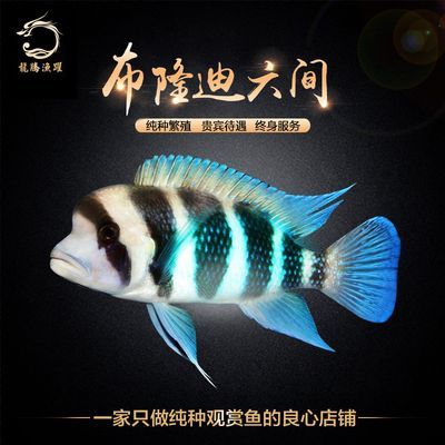 金龍魚銷售待遇如何樣（金龍魚銷售崗位工作壓力大嗎）