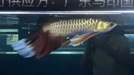變異鳳凰龍魚成交價(jià)：變異鳳凰龍魚成交價(jià)18萬人民幣，成交價(jià)18萬人民幣 變異鳳凰龍魚成交價(jià)：變異鳳凰龍魚成交價(jià)18萬人民幣，成交價(jià)18萬人民幣 龍魚百科 第3張