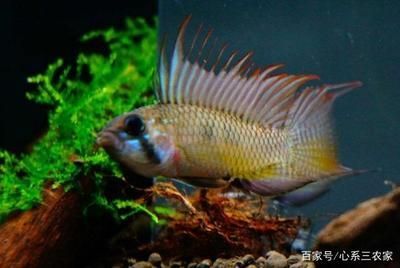 哪個牌子的魚缸殺菌燈好，如何選擇適合自己魚缸的殺菌燈 哪個牌子的魚缸殺菌燈好，如何選擇適合自己魚缸的殺菌燈 龍魚百科 第3張