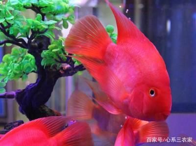 哪個牌子的魚缸殺菌燈好，如何選擇適合自己魚缸的殺菌燈 哪個牌子的魚缸殺菌燈好，如何選擇適合自己魚缸的殺菌燈 龍魚百科 第6張