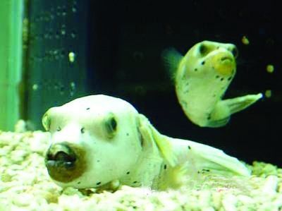 巖龍魚為什么老在缸底不動（巖龍魚老在缸底不動可能由多種因素造成）