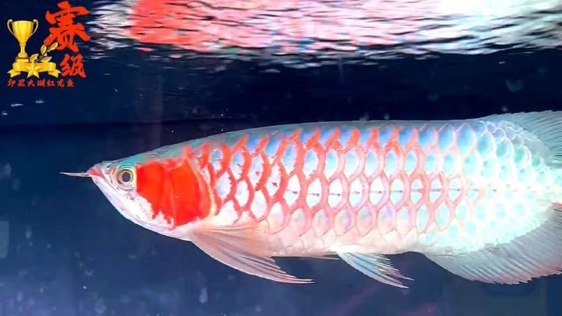 紅翼麒麟龍魚