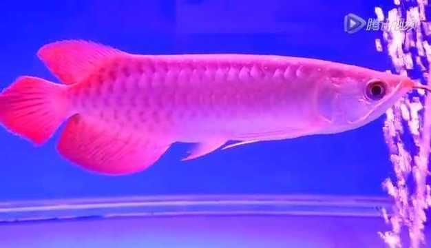 紅龍魚疾病治療的費用：紅龍魚疾病治療多少錢紅龍魚疾病治療多少錢 紅龍魚疾病治療的費用：紅龍魚疾病治療多少錢紅龍魚疾病治療多少錢 龍魚百科 第3張