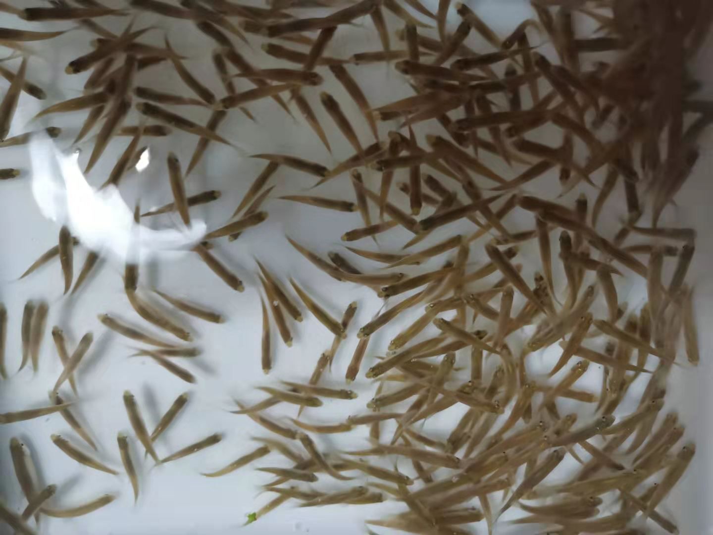 龍魚翹嘴好不好釣魚：龍魚翹嘴怎么釣