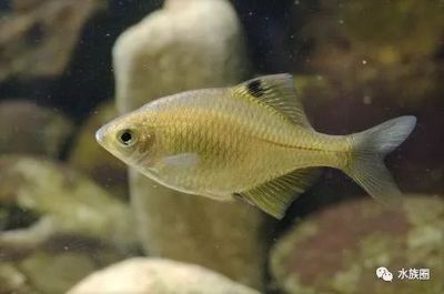 常見觀賞魚類型：常見的觀賞魚類型及其特點