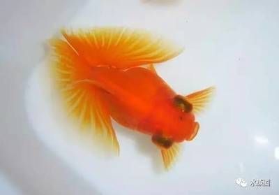 常見觀賞魚類型：常見的觀賞魚類型及其特點