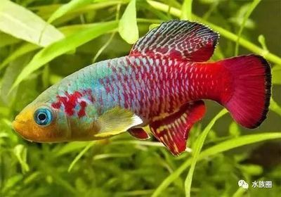 常見觀賞魚類型：常見的觀賞魚類型及其特點