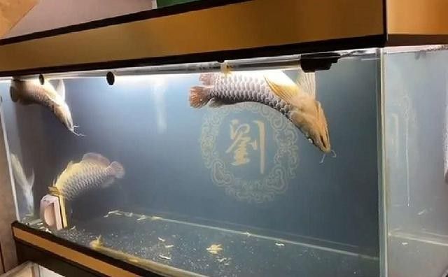 銀龍魚吃什么長的快又好看圖片
