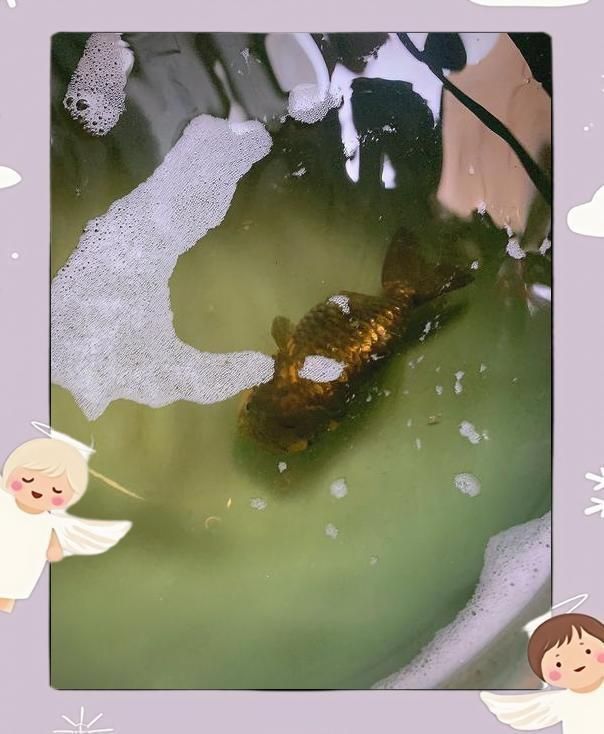 雷龍魚腸炎自愈需要多長時間？