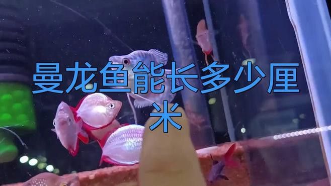 曼龍魚用什么水養